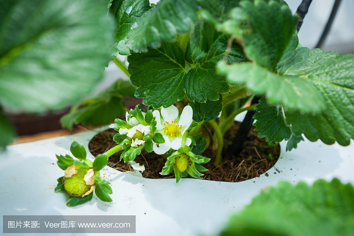 草莓花和花蕾种植在容器中