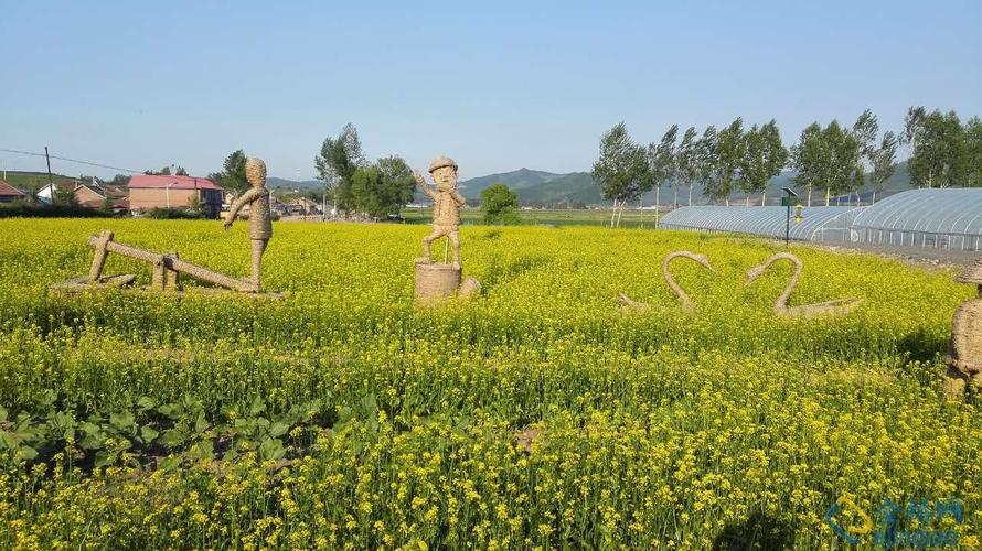 通化县西江休闲观光农业,水稻与油菜花的天堂